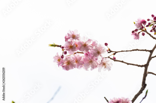 Cherry blossom in spring for background or copy space for text