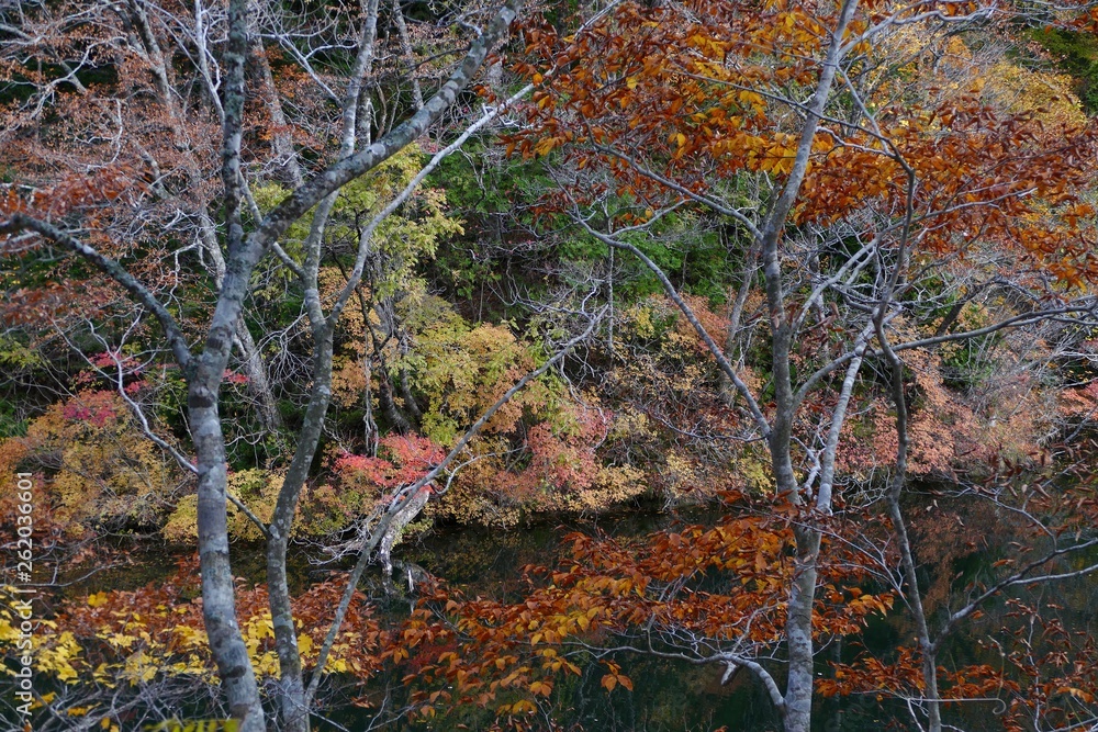 Fototapeta premium 《十二湖の紅葉》青森県深浦町