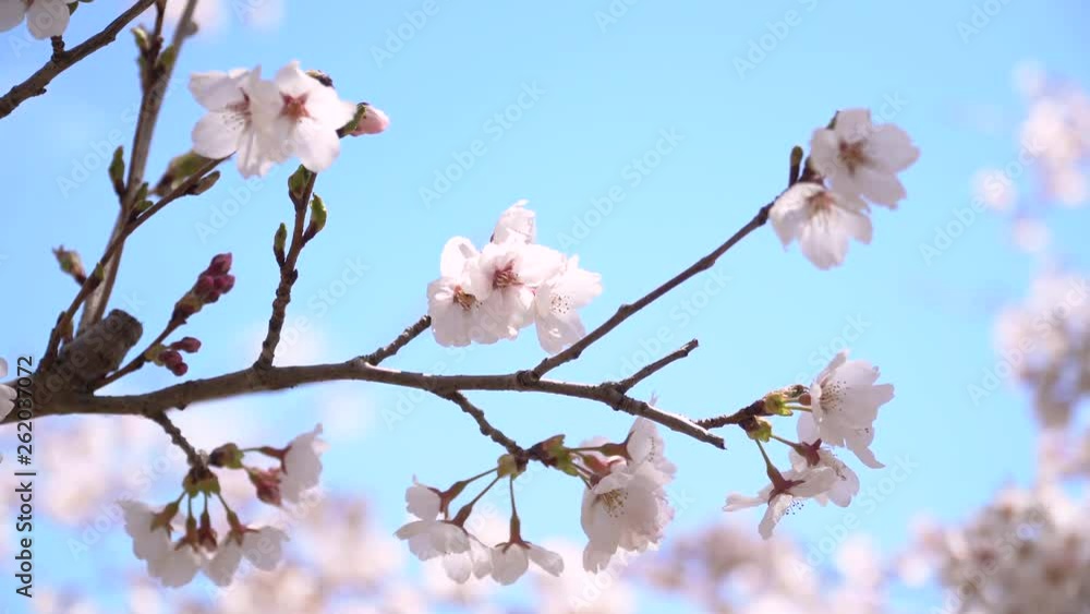 風に揺れる桜の花