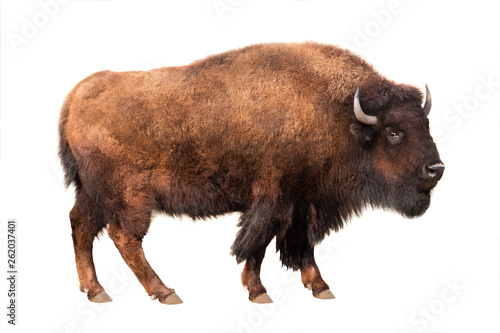 Leinwand Poster bison isolated on white