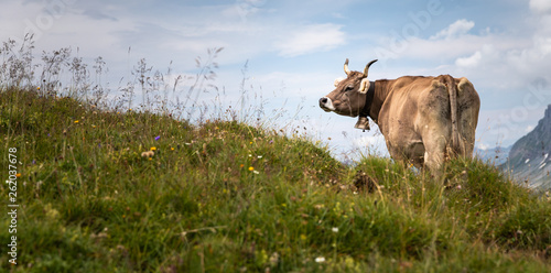 Fototapeta Naklejka Na Ścianę i Meble -  Brown mountain cows grazing on an alpine pasture in the Bernese Alps in summer. Grindelwald, Jungfrau region, Bernese Oberland, Switzerland