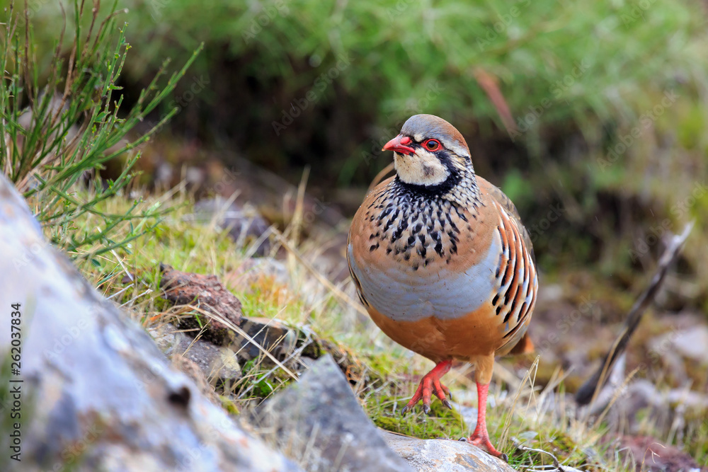The red-legged partridge (Alectoris rufa), aka French partridge, a gamebird  in the pheasant family in the mountains of Madeira Stock Photo | Adobe Stock