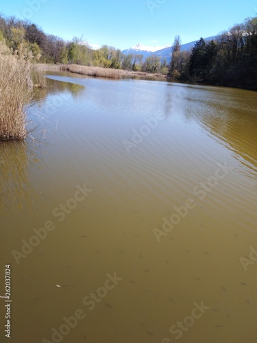 Yellow lake water / lac eau jaune Montorge et roseaux photo