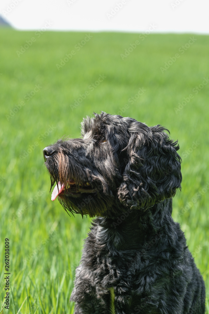Black male Cockapoo Dog in a greenfield in Springtime.