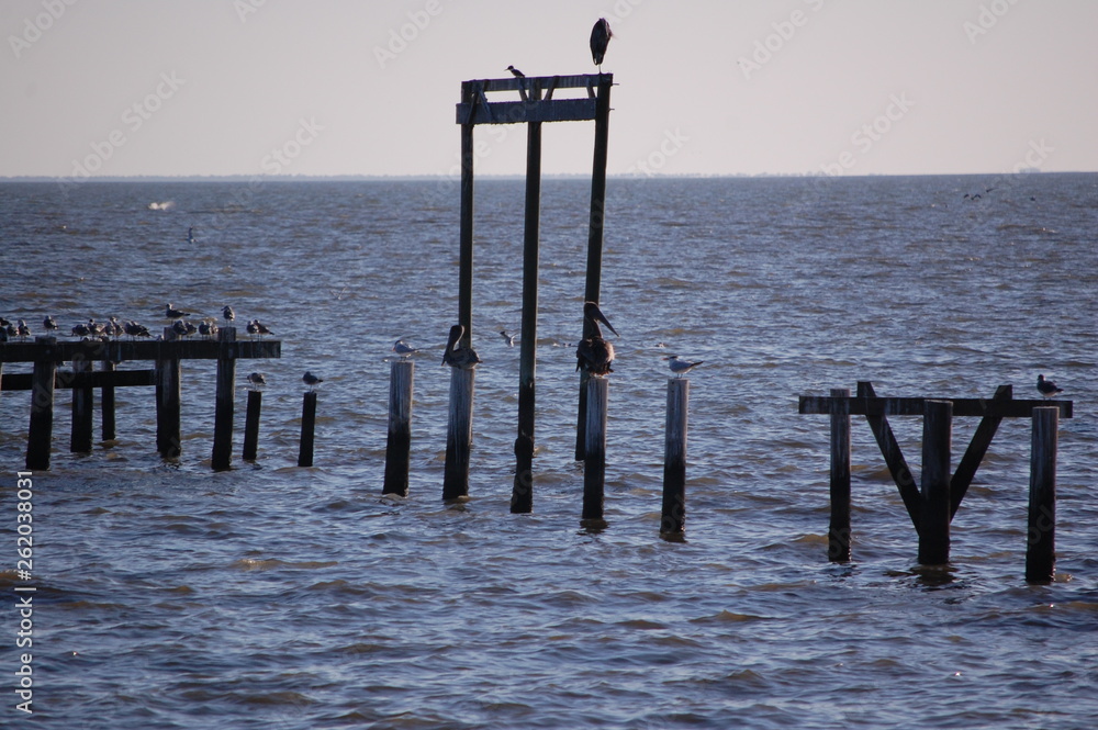 Pelicans Pylons Gulf Perch