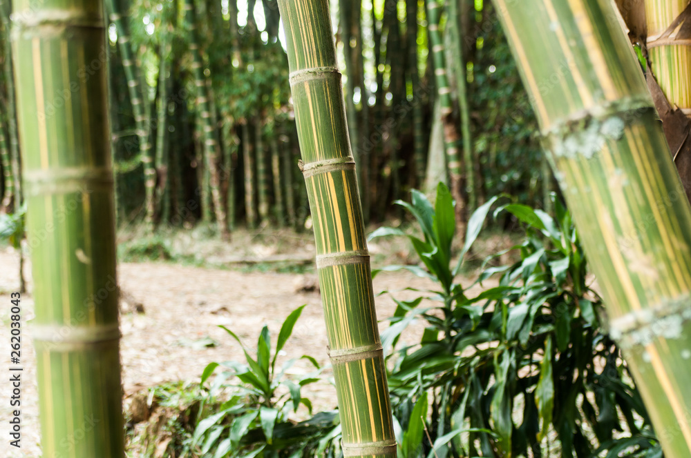 Fototapeta premium Bamboo branch in beautiful Green Bamboo Forest in the Natural Forest for Rest and Healing Power.