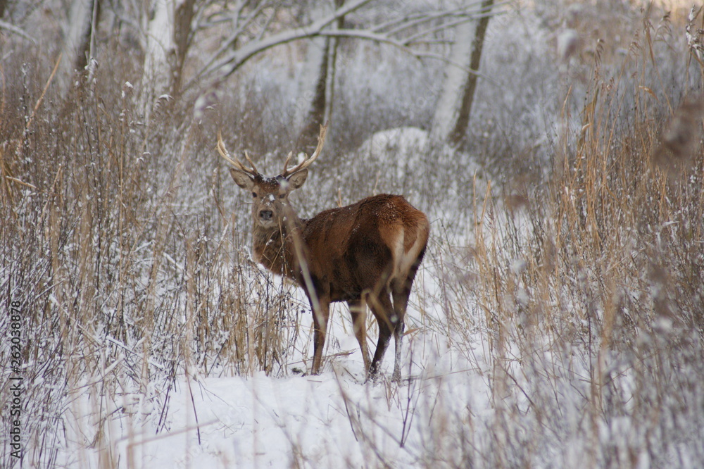 Fototapeta premium Deer in winter