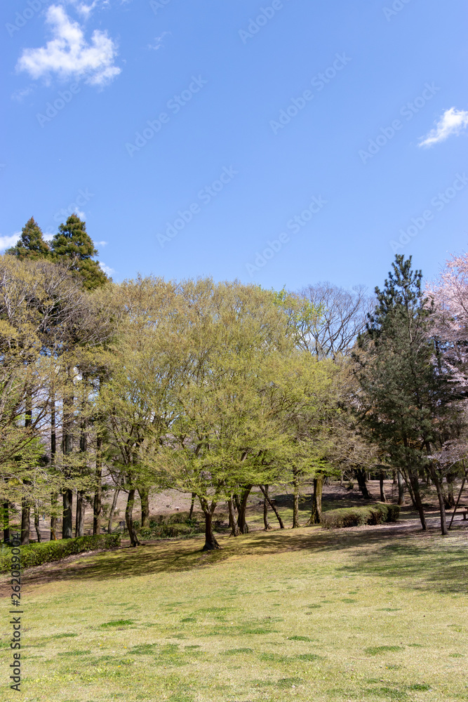 Fototapeta premium 春の泉自然公園 千葉県千葉市若葉区