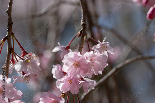 Cherry Blossoms in Izumi Nature Park, Wakaba Ward, Chiba City, Chiba Prefecture, Japan