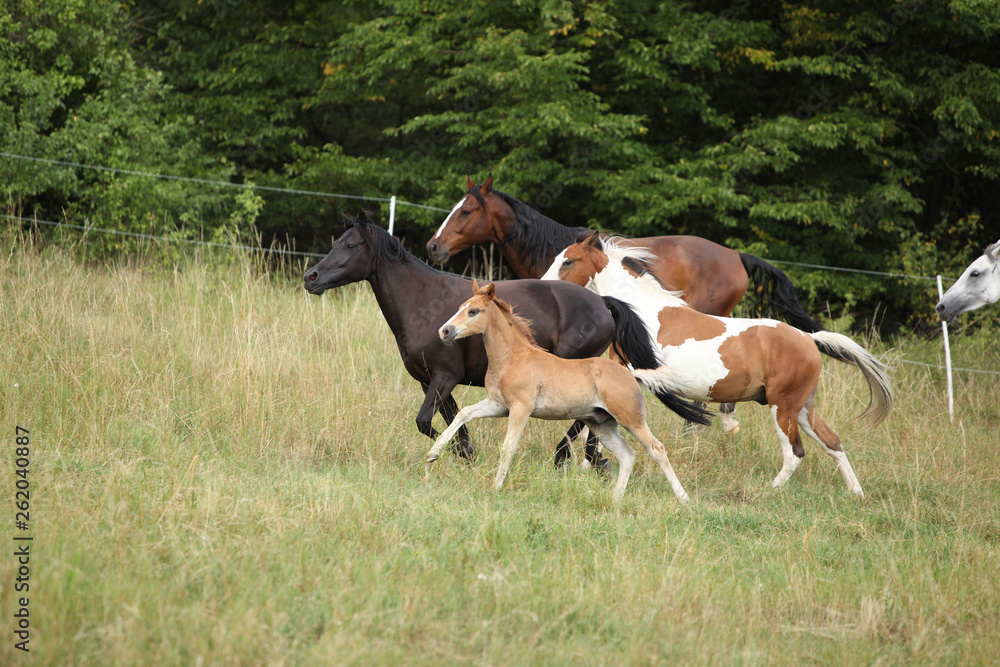Fototapeta premium Amazing batch of horses on pasturage