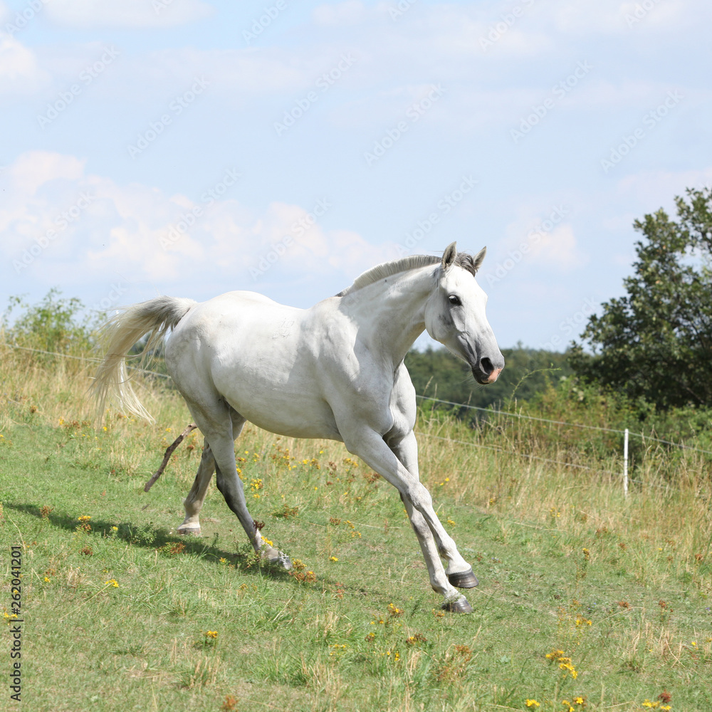 Nice horse running on pasturage Nice horse running on pasturage
