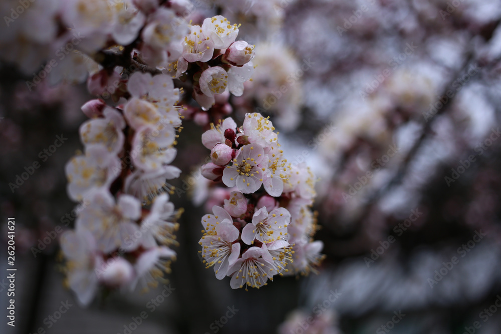 Fototapeta premium Flowering apricot tree on a cloudy rainy spring day.