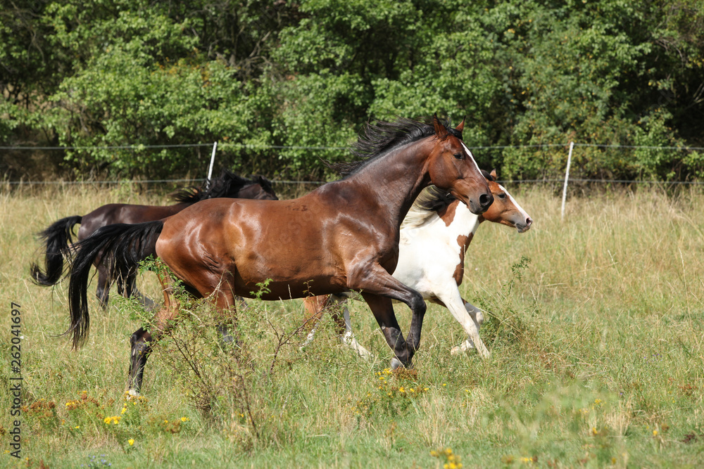 Fototapeta premium Amazing batch of horses on pasturage