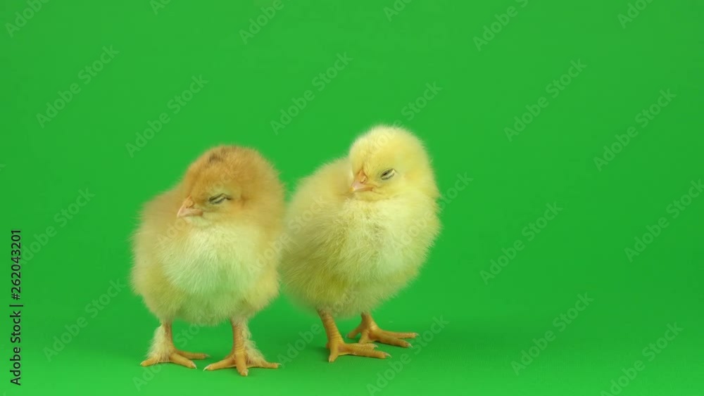 little yellow chicken on a green screen little yellow chicken on a green screen