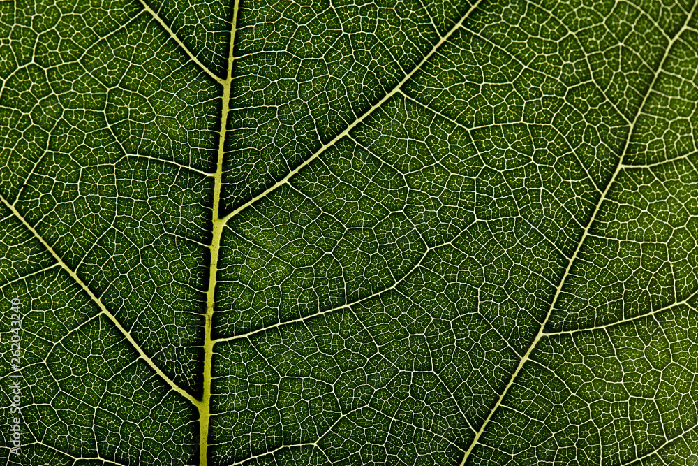 Fototapeta premium Background of green leaf