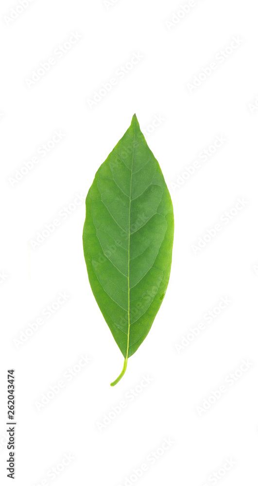 Green avocado leaf isolated over white Green avocado leaf isolated over white