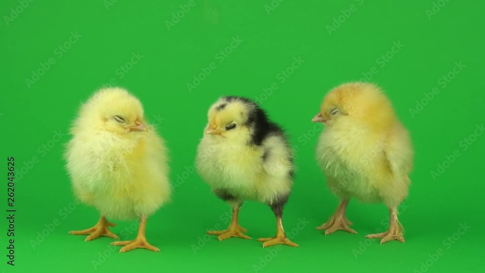 little yellow chicken on a green screen little yellow chicken on a green screen