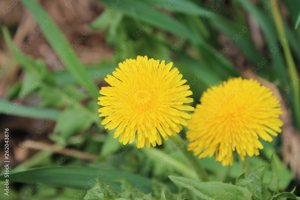 Two dandelions, taraxacum in the garden Two dandelions, taraxacum in the garden