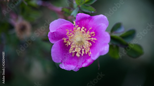 Rosa Woodsii British Columbia Wild Prickly Rose Natural (ID: 262044081)