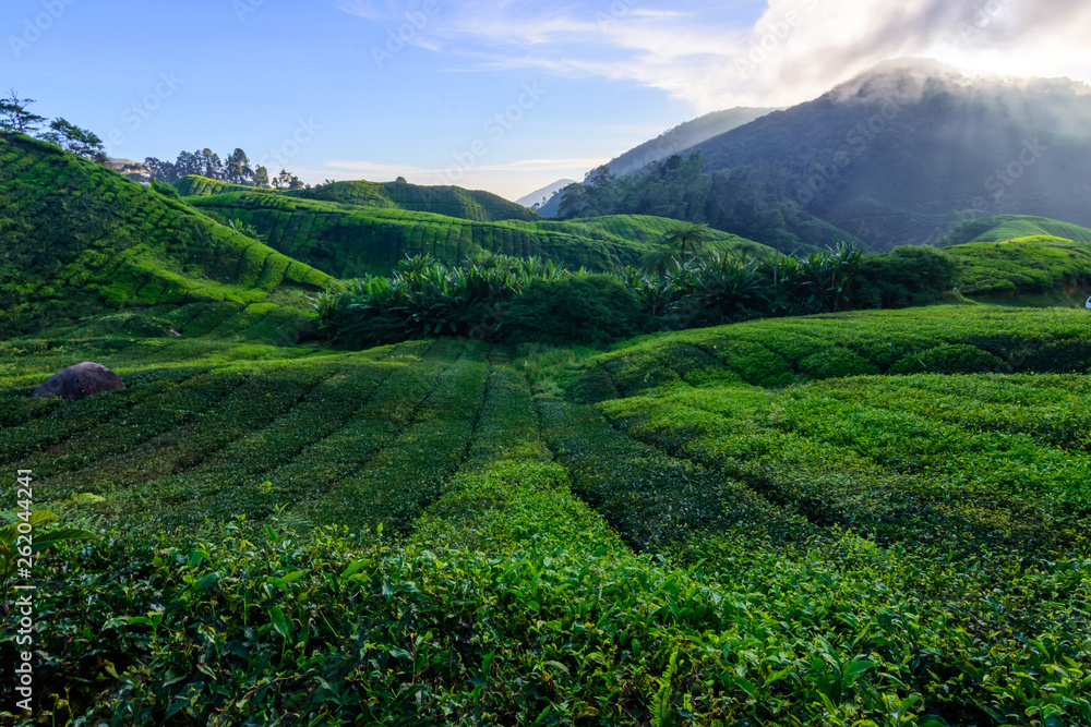 tea plantations tea plantations