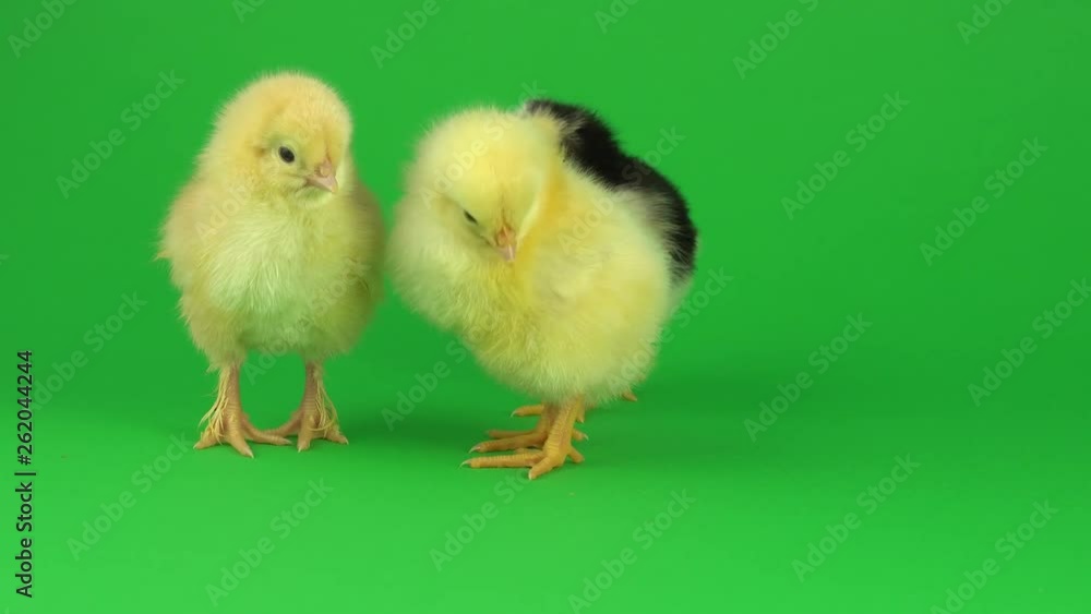 little yellow chicken on a green screen little yellow chicken on a green screen