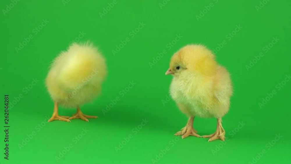 little yellow chicken on a green screen little yellow chicken on a green screen