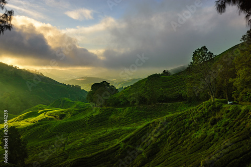 tea plantations