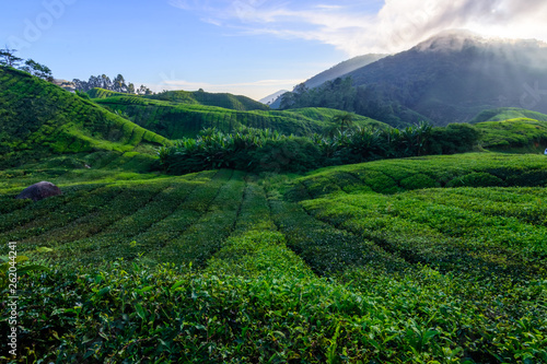 tea plantations