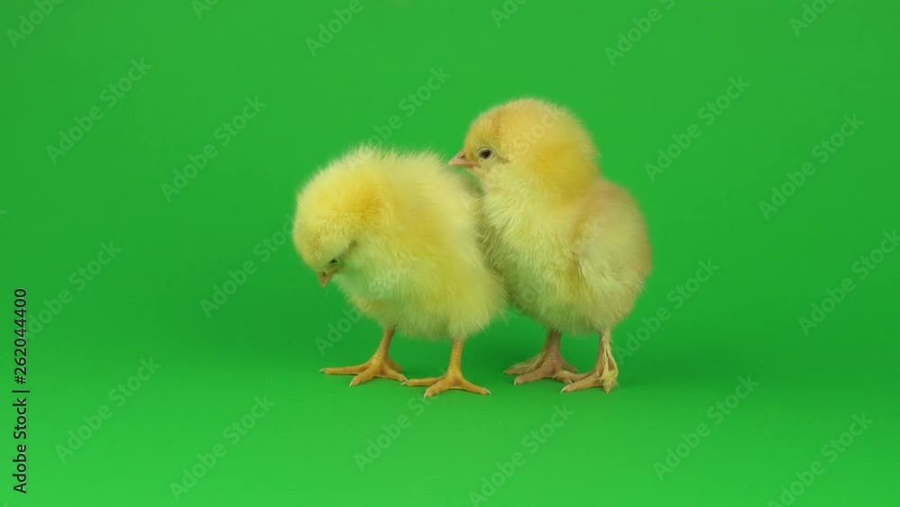 little yellow chicken on a green screen little yellow chicken on a green screen