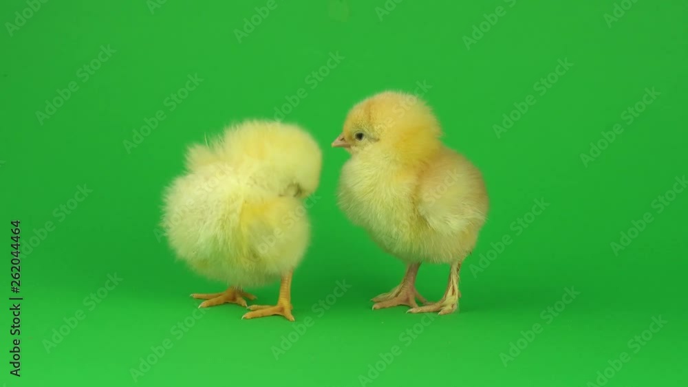 little yellow chicken on a green screen little yellow chicken on a green screen