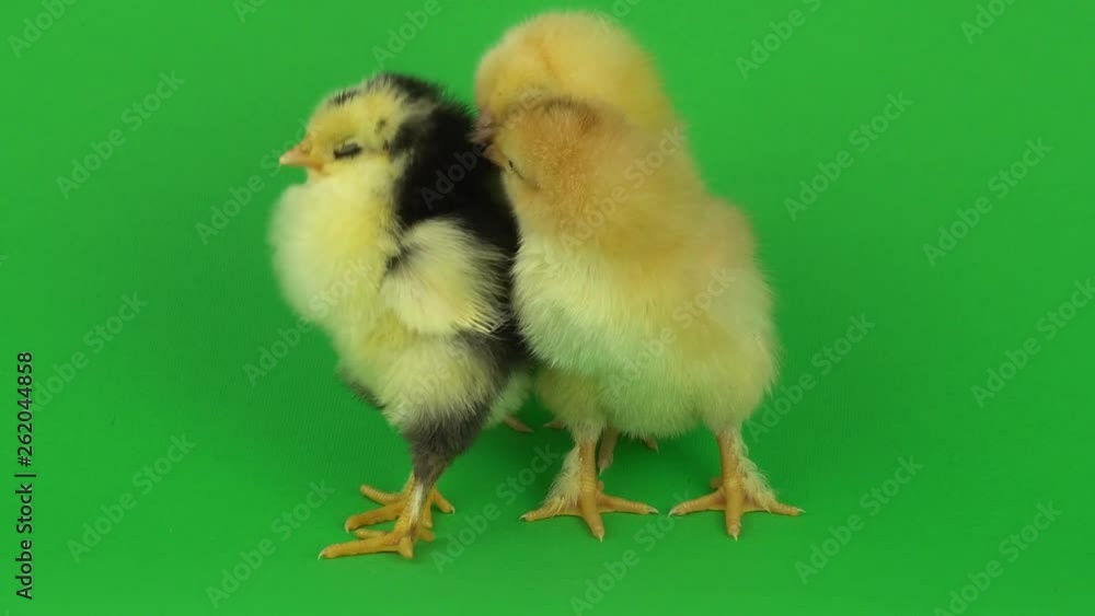 little yellow chicken on a green screen little yellow chicken on a green screen