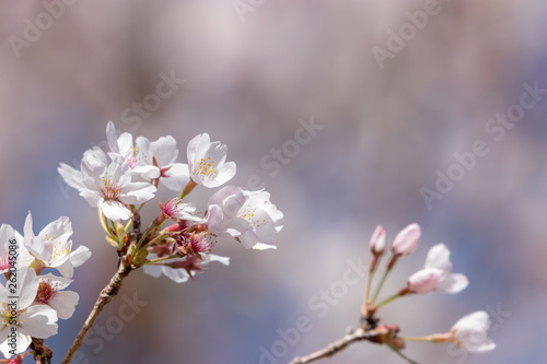 桜の花 千葉県千葉市若葉区 泉自然公園