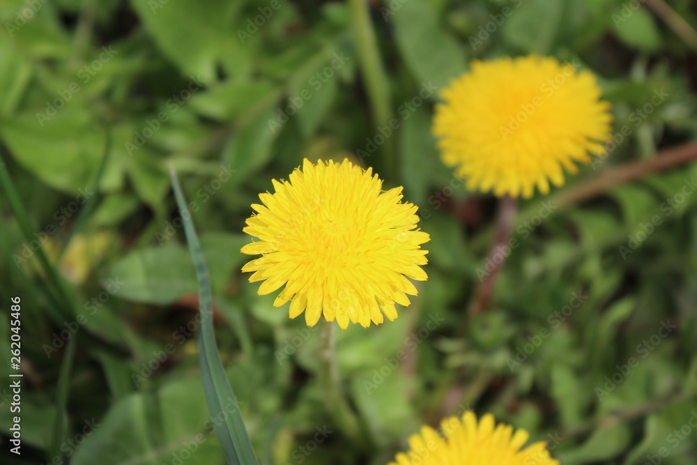 Jellow Dandelion, Taraxacum in my organic garden Jellow Dandelion, Taraxacum in my organic garden