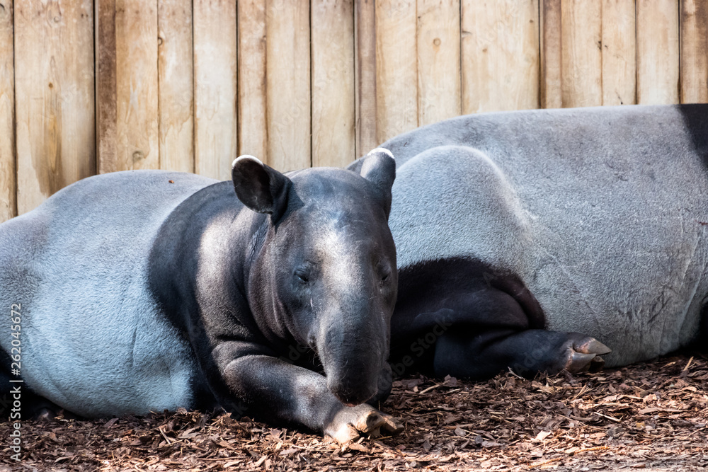 malayan tapir in zoo. malayan tapir in zoo.