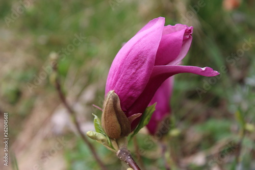 Purple Magnolia flower with rain drop  macro