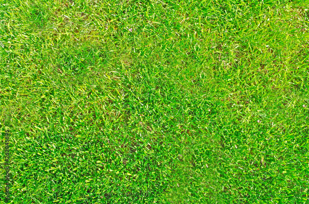 Fototapeta premium zielona trawa naturalne tekstury tła