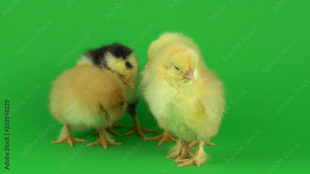 little yellow chicken on a green screen little yellow chicken on a green screen