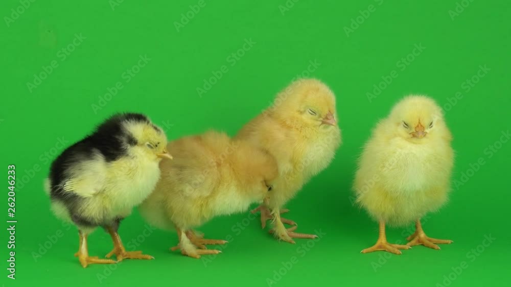 little yellow chicken on a green screen little yellow chicken on a green screen