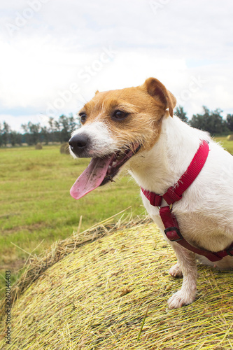 Dog Jack Russell Terrier stuck out his tongue after a walk on the field