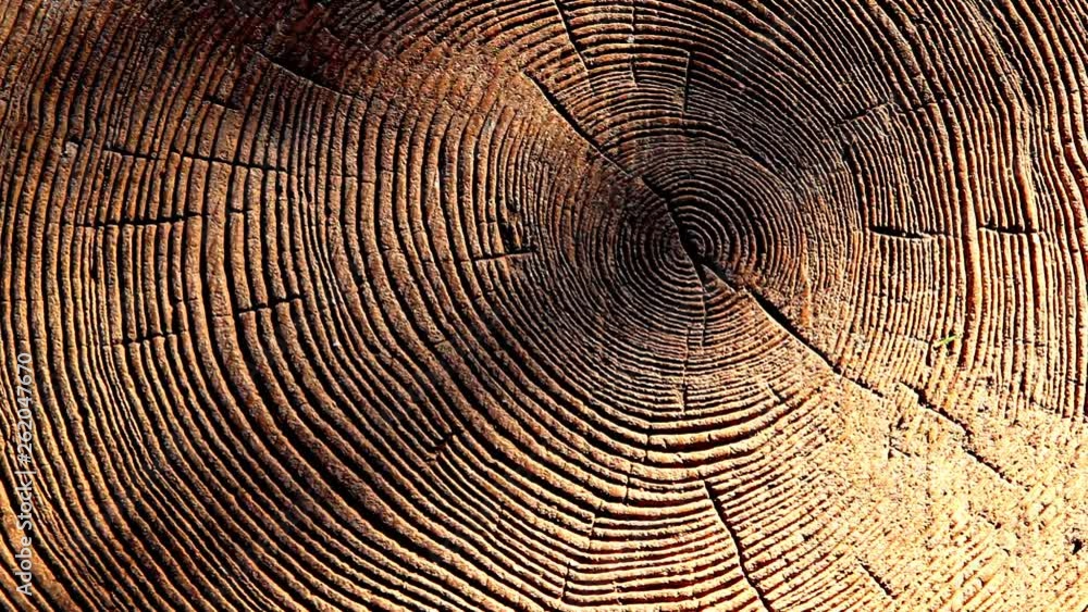 forest tree stub sun shadow nobody hd footage 