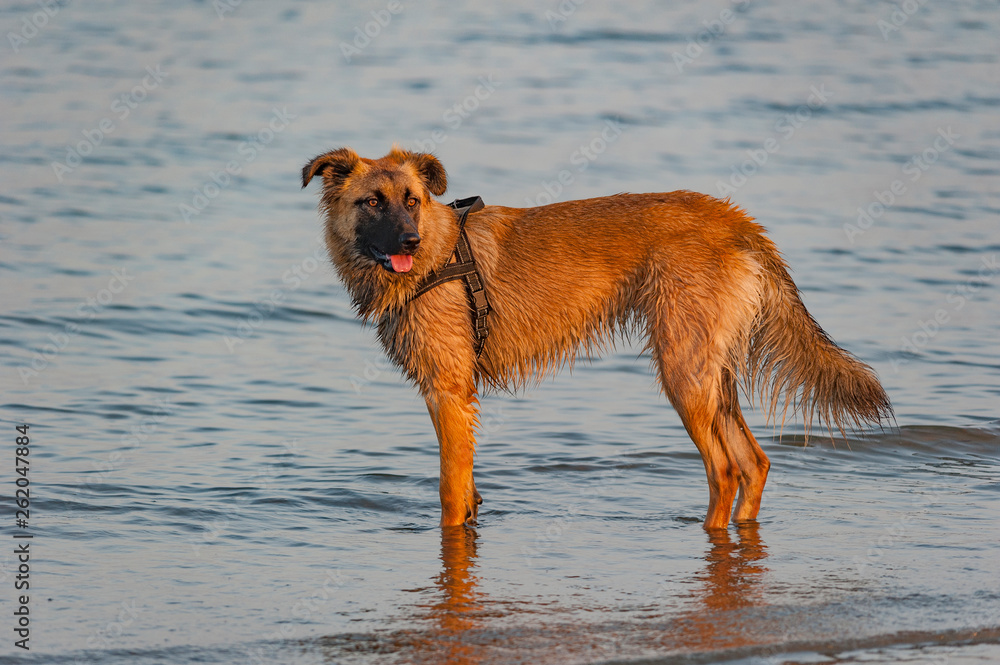 an adult dog, with red fur, enjoys running and jumping on the sand and in the sea water an adult dog, with red fur, enjoys running and jumping on the sand and in the sea water