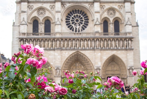 Blooming roses in front of the Cathedral Notre Dame in Paris