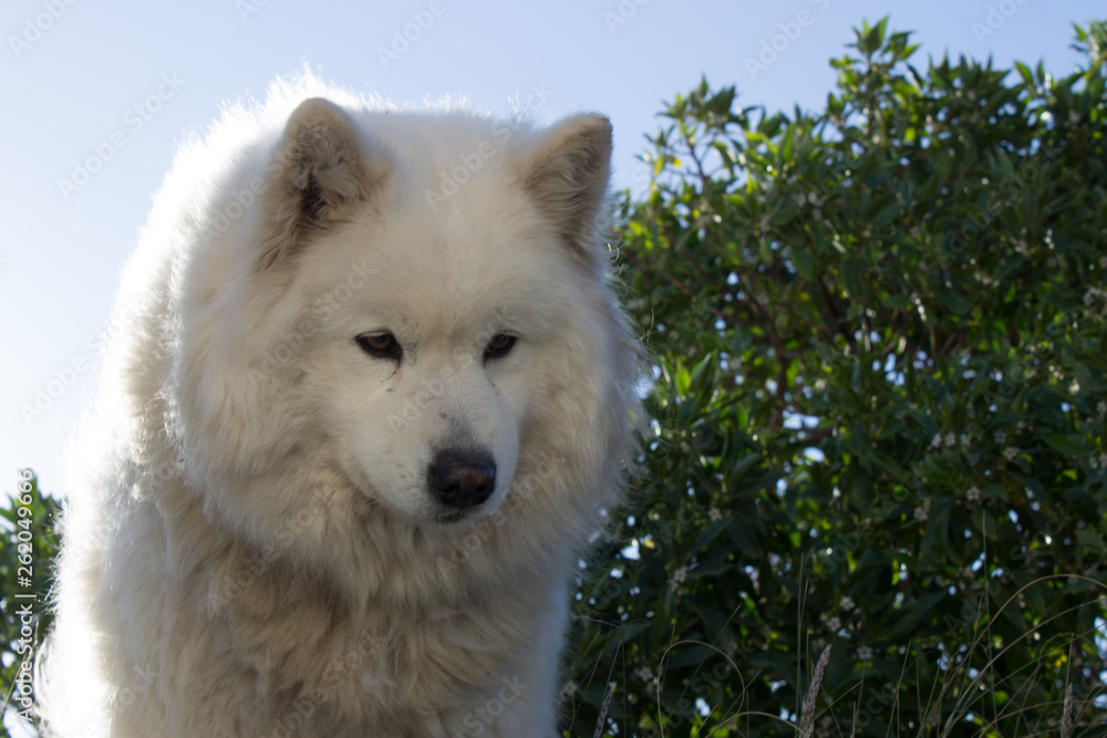 Samoyedo