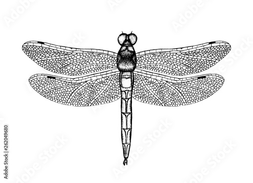 Black and white vector illustration of a dragonfly. Hand drawn insect sketch. Detailed graphic drawing of damselfly in vintage style