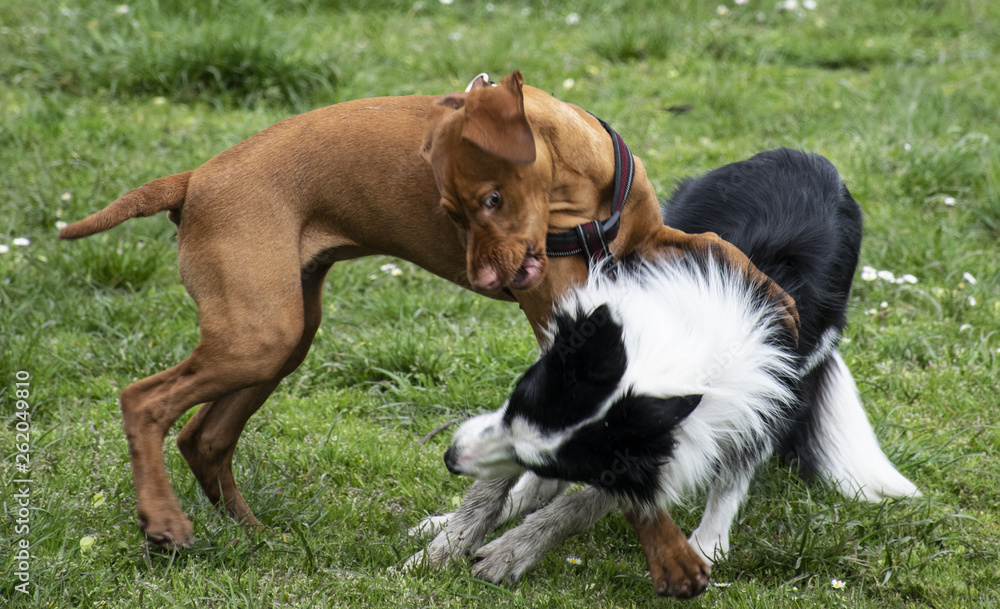 Dogs playing on the grass 