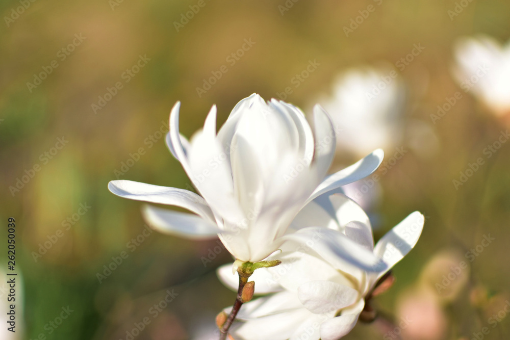 Fototapeta premium White star magnolia blooming.