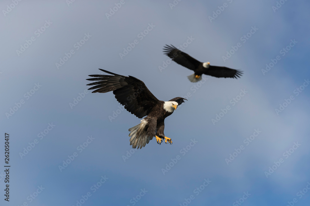 Adult Bald Eagle Preparing to dive for a fish Adult Bald Eagle Preparing to dive for a fish