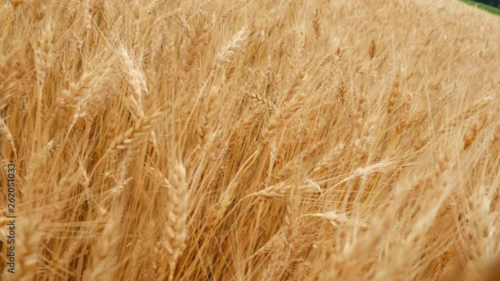 Field of mature wheat ears. Rich harvest Concept. Field of mature wheat ears. Rich harvest Concept.
