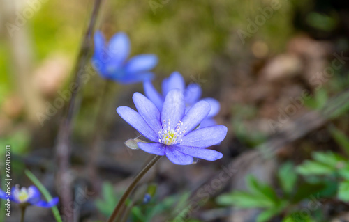 Hepatica Nobilis early spring flowers