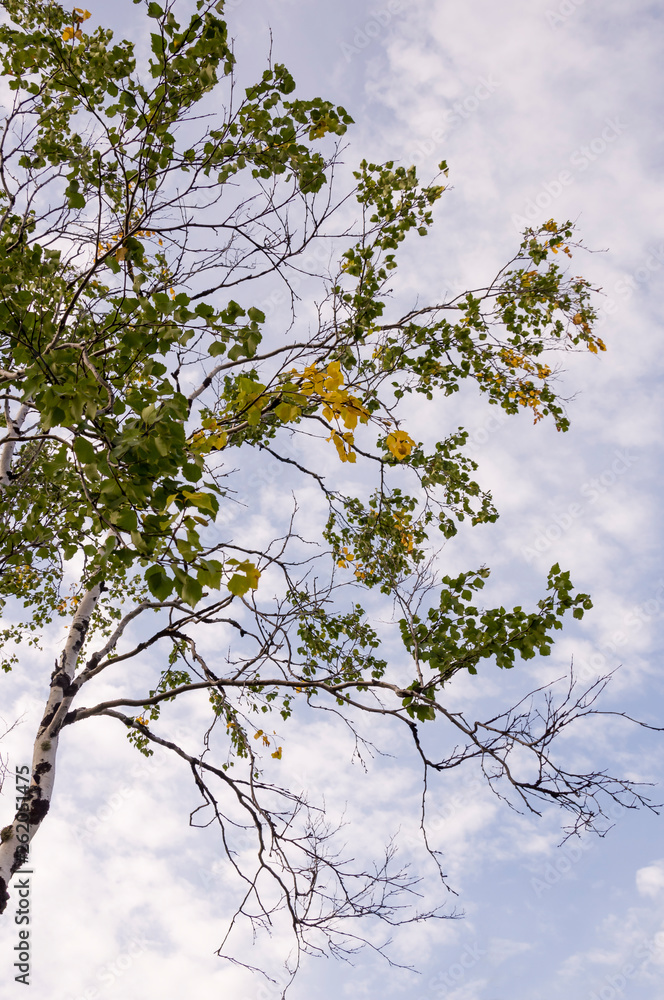 Branch of birch with green and yellow leaves on the background with blue sky. Early autumn Branch of birch with green and yellow leaves on the background with blue sky. Early autumn
